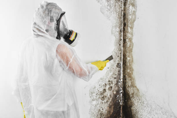 Attic Mold Removal in Walkersville, MD