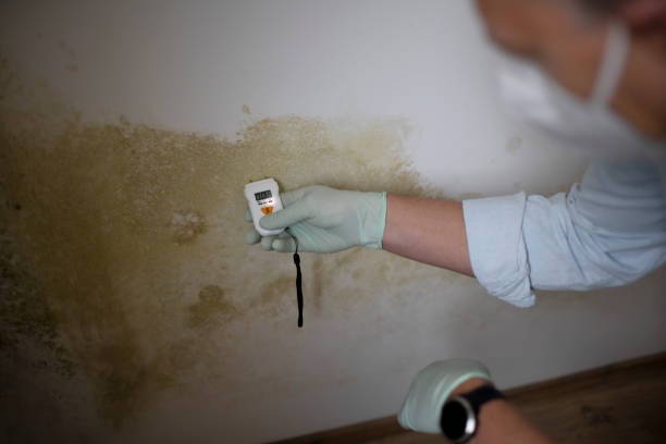 Mold Removal and Inspection in Walkersville, MD