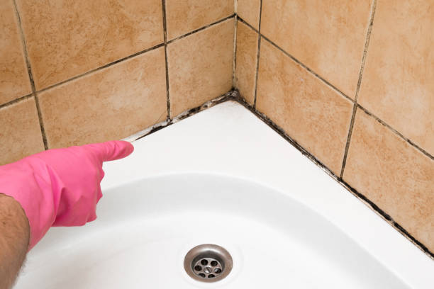 Trusted Walkersville, MD Mold Removal Experts